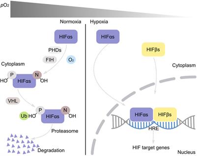 The origin and distribution of the main oxygen sensing mechanism across metazoans